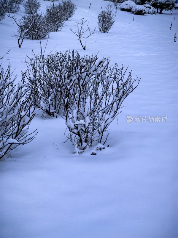 白雪覆盖下的户外植物景象