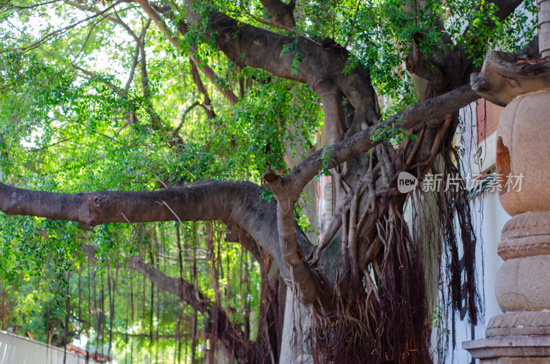 福建泉州承天寺的老榕树