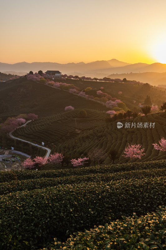 龙岩永福台品樱花茶园