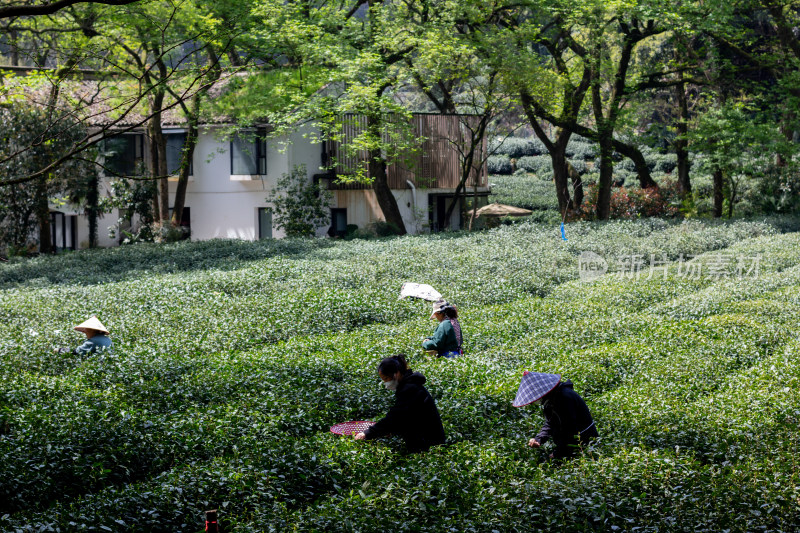 杭州九溪茶农在茶园采茶场景