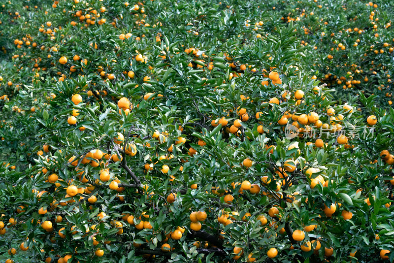 硕果累累的橘园