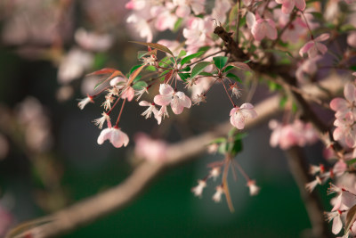 春天的花朵