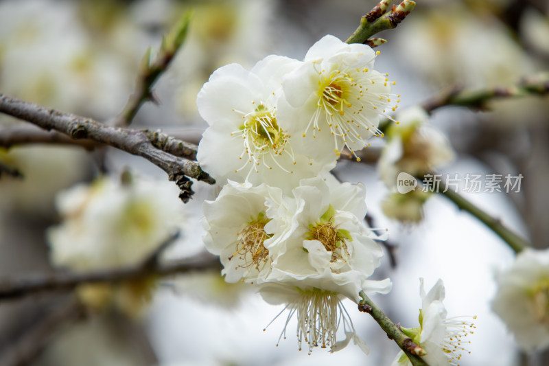 春天枝头绽放的洁白梅花