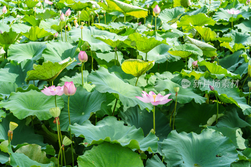 夏日荷塘美景