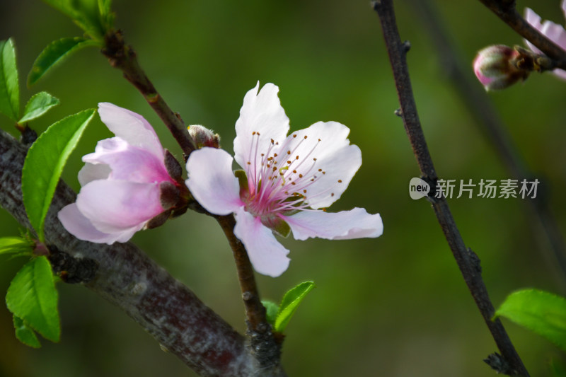 春意盎然的桃花枝