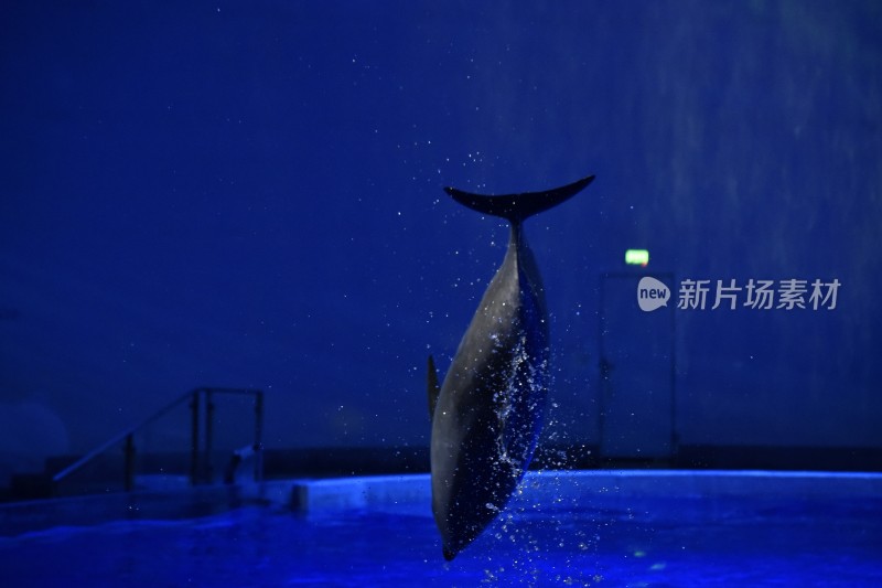 海豚表演瞬间