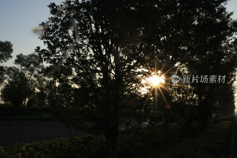 IMG_0139      早晨的阳光透过大树