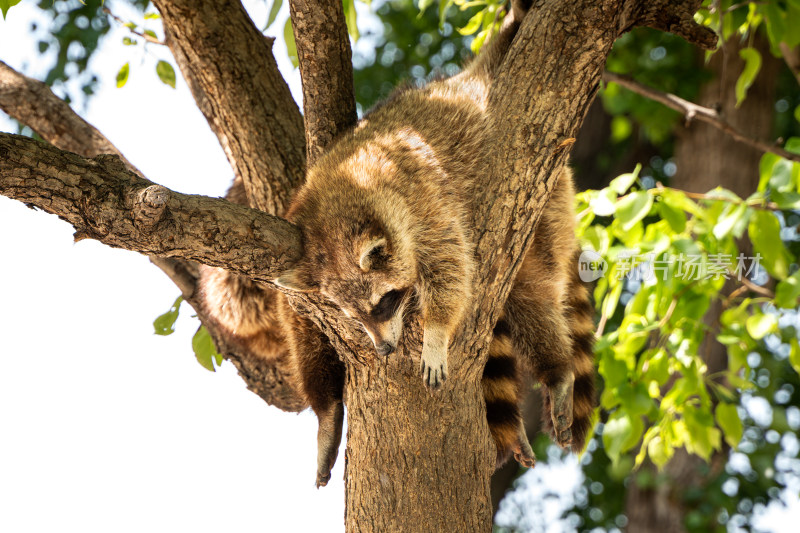 浣熊在树杈上睡觉休息