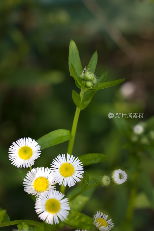 秋天霜降菊花黄色寒冷自然风景故乡思念