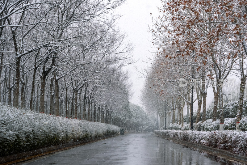 冬季下雪公园道路树木