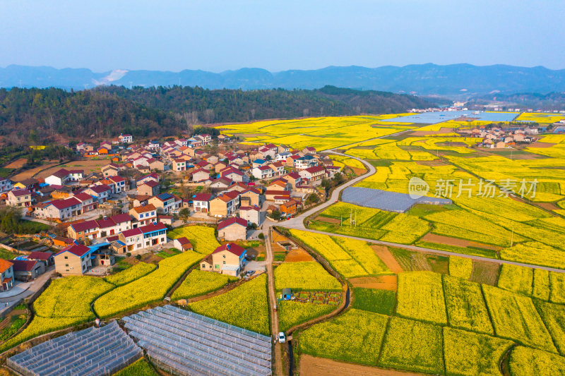 航拍春天乡村的油菜花田