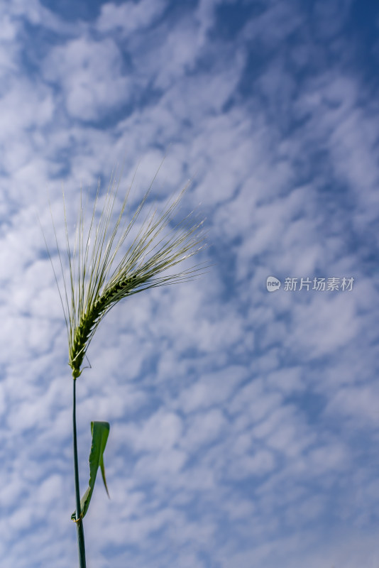 小麦麦穗天空蓝天白云