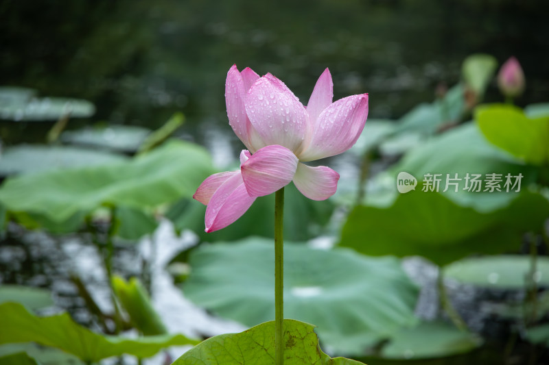 雨后的粉色荷花