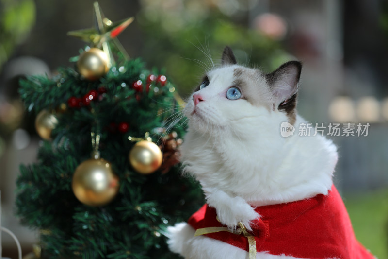 宠物摄影圣诞节的猫特写