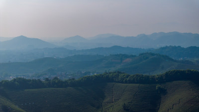 航拍杭州龙坞茶园 茶山 茶田