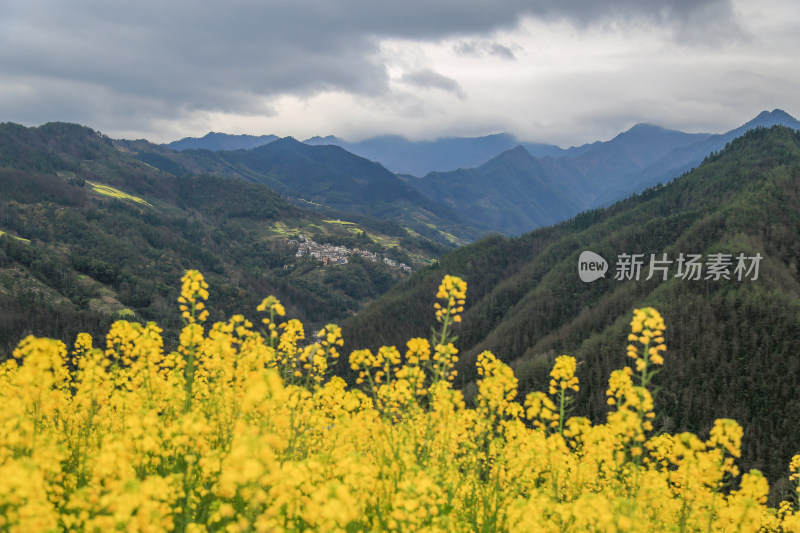 徽州古茶道：歙县文昌古道春天油菜花盛开