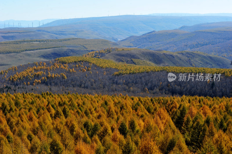 秋日坝上塞罕坝国家森林公园风景承德旅游