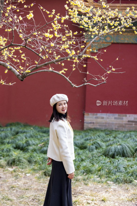 南京明孝陵站在红墙腊梅旁的女人