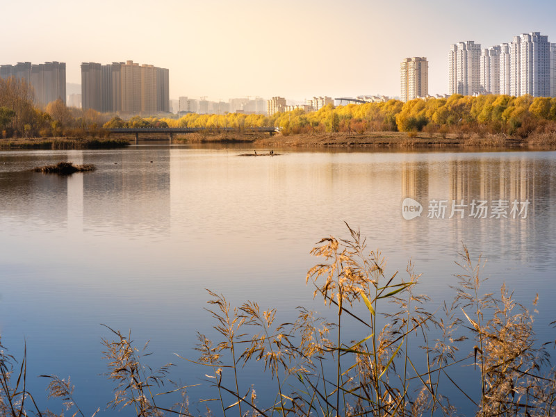 西宁 宁湖湿地公园 青海 秋天 秋季