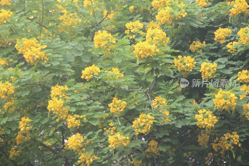 广东东莞：黄槐满树开花