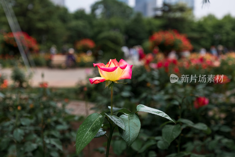 月季花开特写