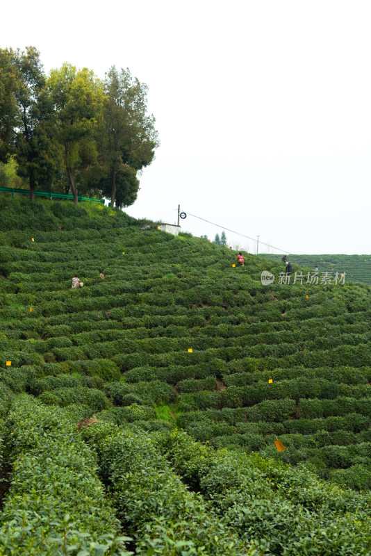 湖北省谷城县五山镇山茶茶园风景