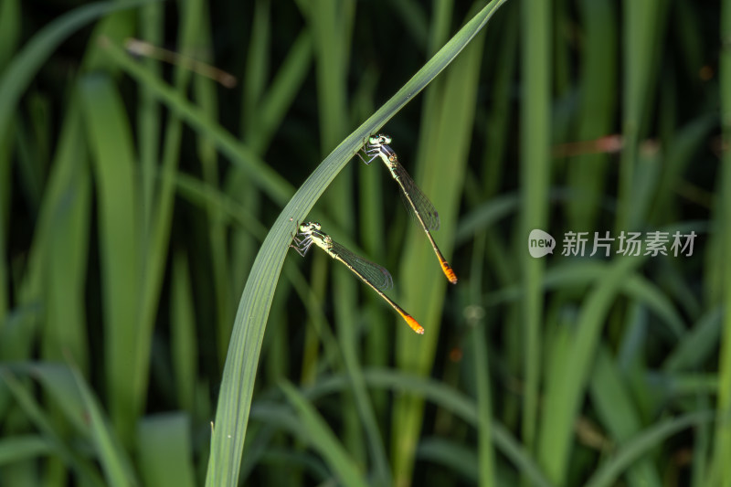 植物上的豆娘