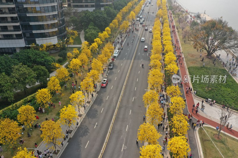 广州黄花风铃盛开市政绿化洲头咀公园航拍