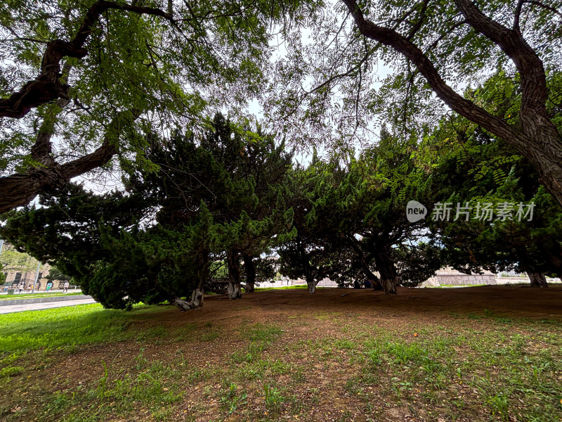 大连旅顺口日俄战争西炮台遗址里的植物