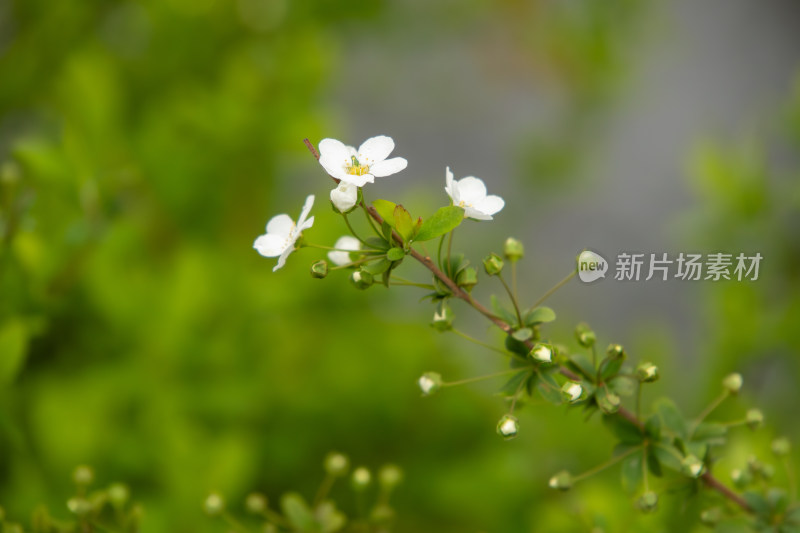 春日枝头盛开的小白花