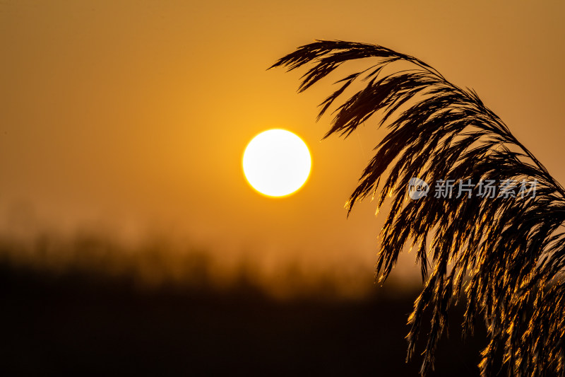 夕阳下芦苇丛风景