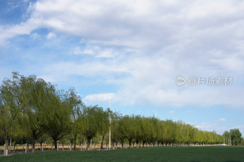 农村的麦子地在夏初时节