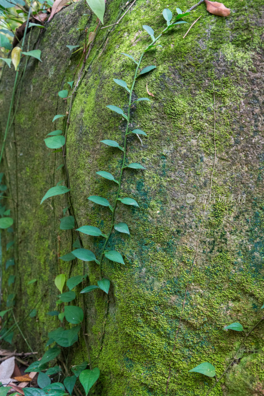 森林中长满青苔的岩石