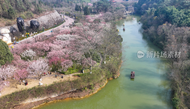 盛开的梅花  大美自然风景