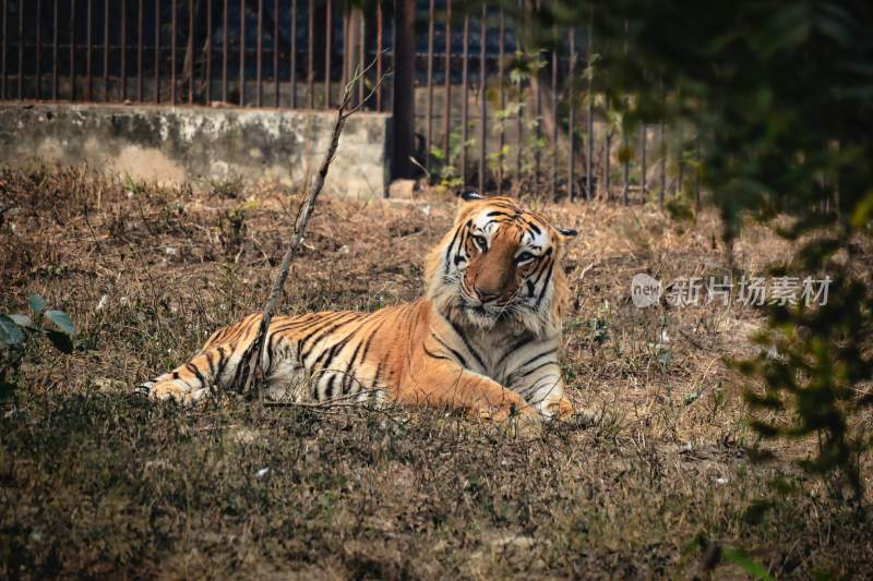 野生动物老虎食肉动物狩猎者