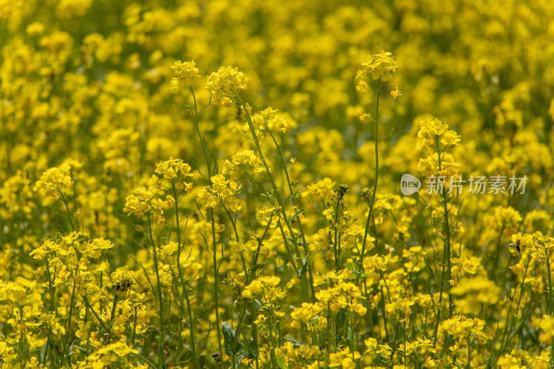 春天野外金灿灿的油菜花田金黄色花海