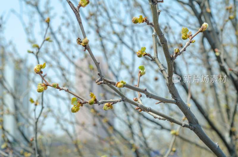 早春时节，梧桐树发芽