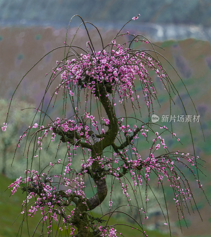 贵州梅园梅花