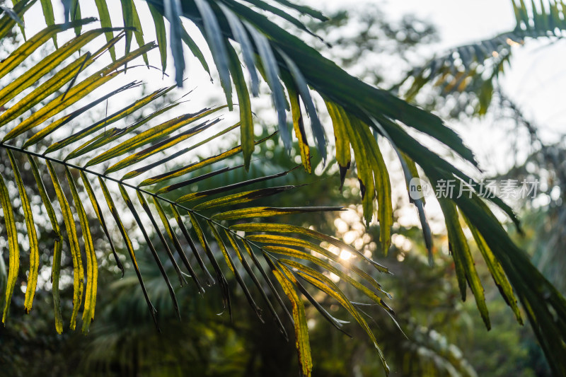 广东省深圳市仙湖植物园自然风光观景台