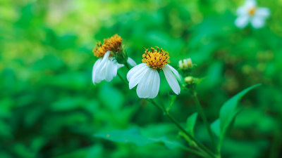 开放的白花鬼针草特写镜头