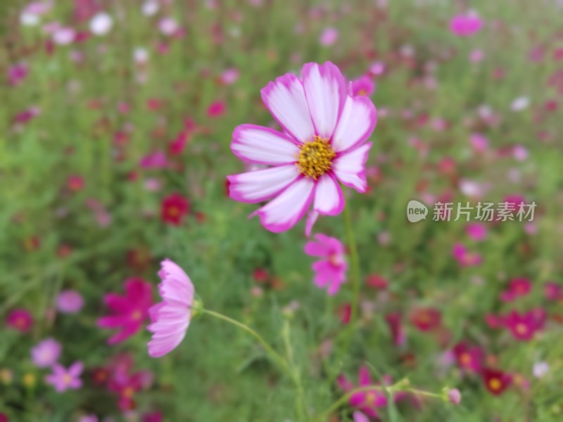 粉色格桑花盛开的美丽花海