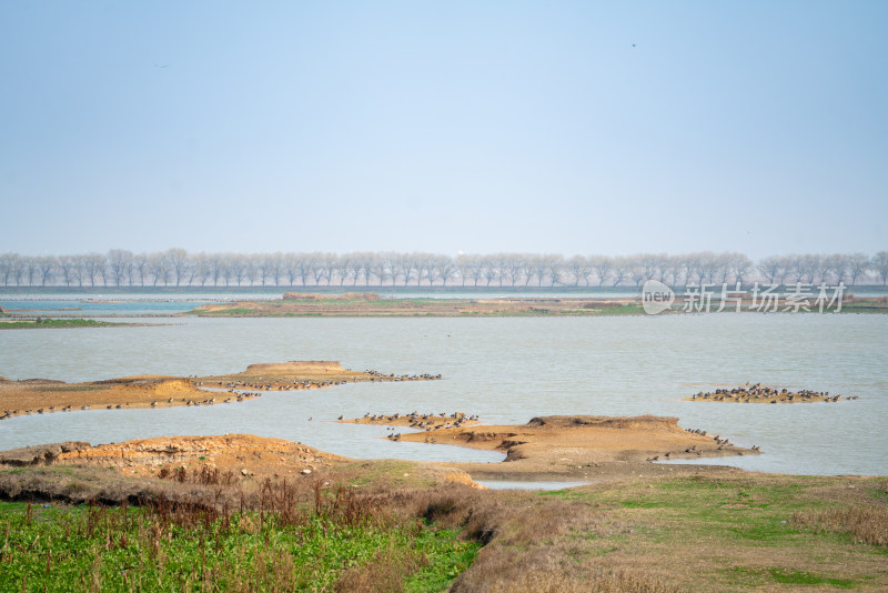 武汉东西湖府河湿地候鸟