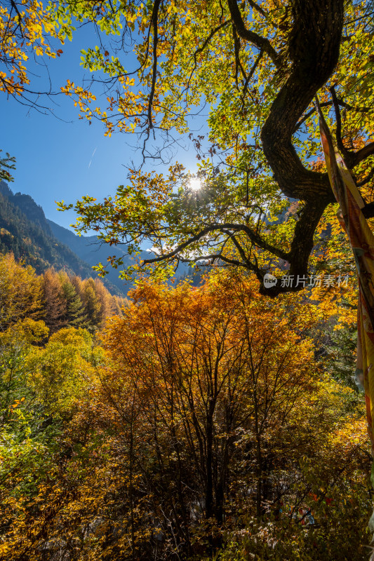 秋天色彩斑斓的森林山川