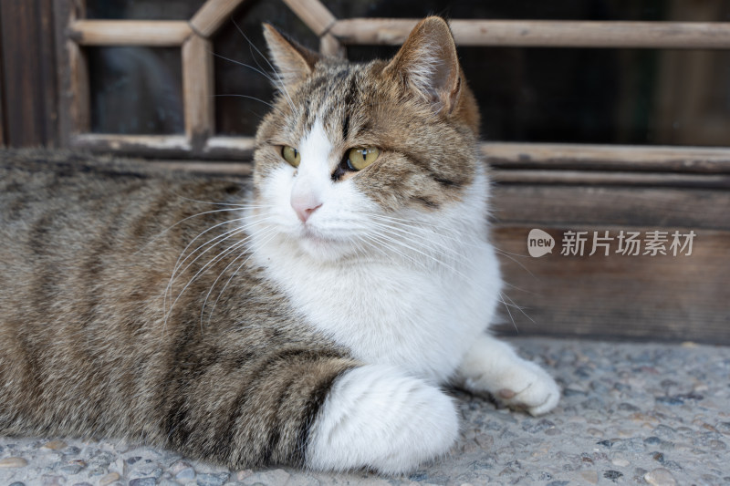 小猫趴在窗台上休息晒太阳