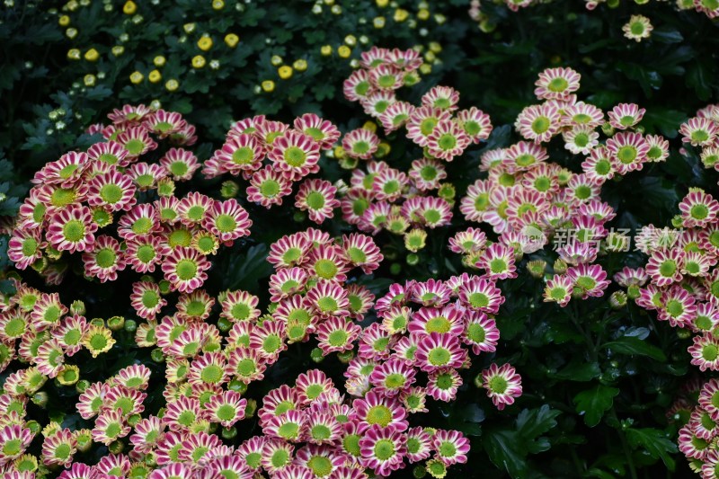 菊花特写