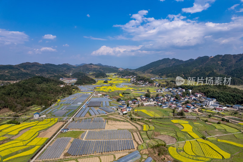 农业种植农田油菜花航拍图