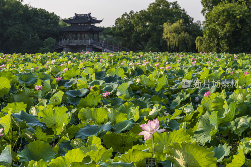 杭州西湖风景区曲院风风景