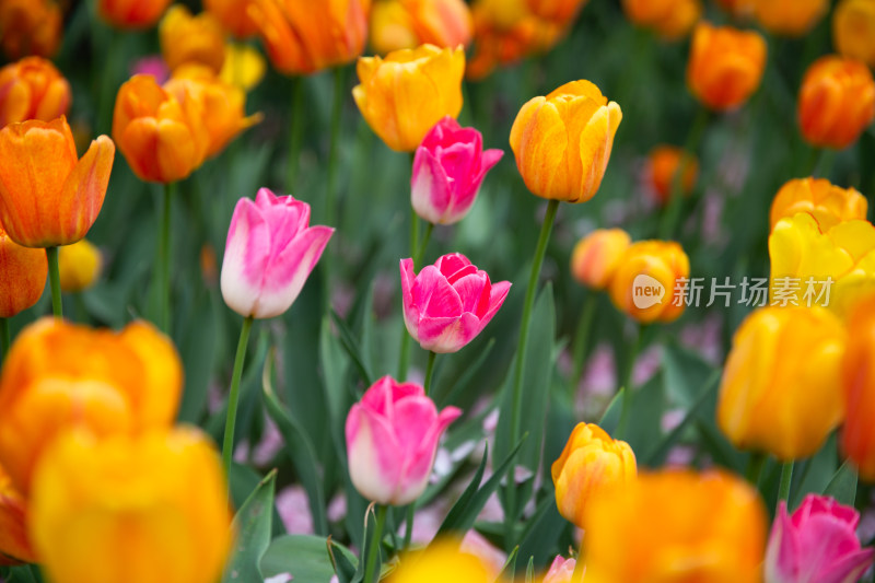 花展上成片的郁金香花海