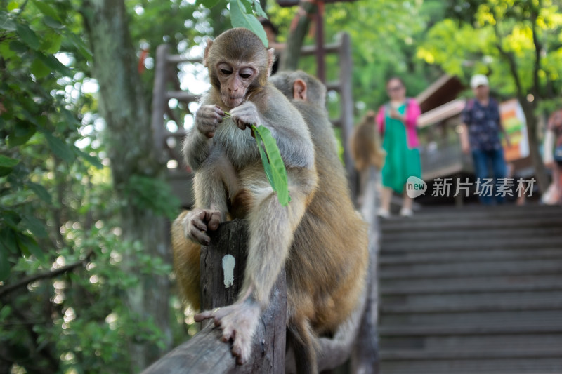 张家界天门山森林公园的野生猴子