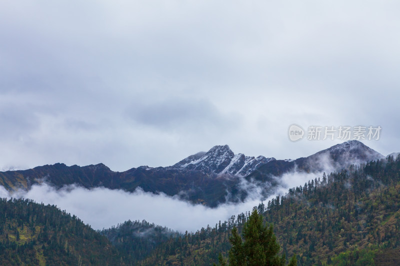 西藏鲁朗林海